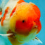 AAA Grade Godzilla Kohaku Sakura Oranda Male 5-5.5 inches #050925OR_56