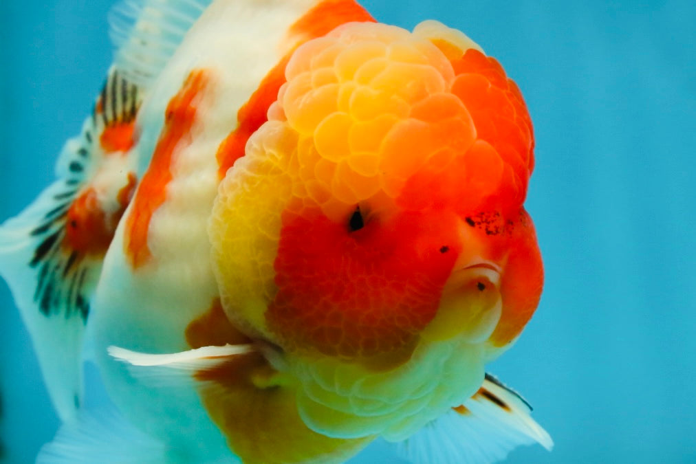 AAA Grade Godzilla Kohaku Sakura Oranda Male 5-5.5 inches #050925OR_56