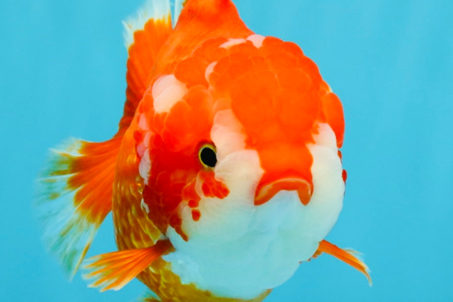 CHUBBY AAA Grade Red White Yuanbao Female 5.5 inches #041026YB_23