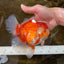 AAA Grade Young Godzilla Red White Oranda Male 6 inches #081525OR_07