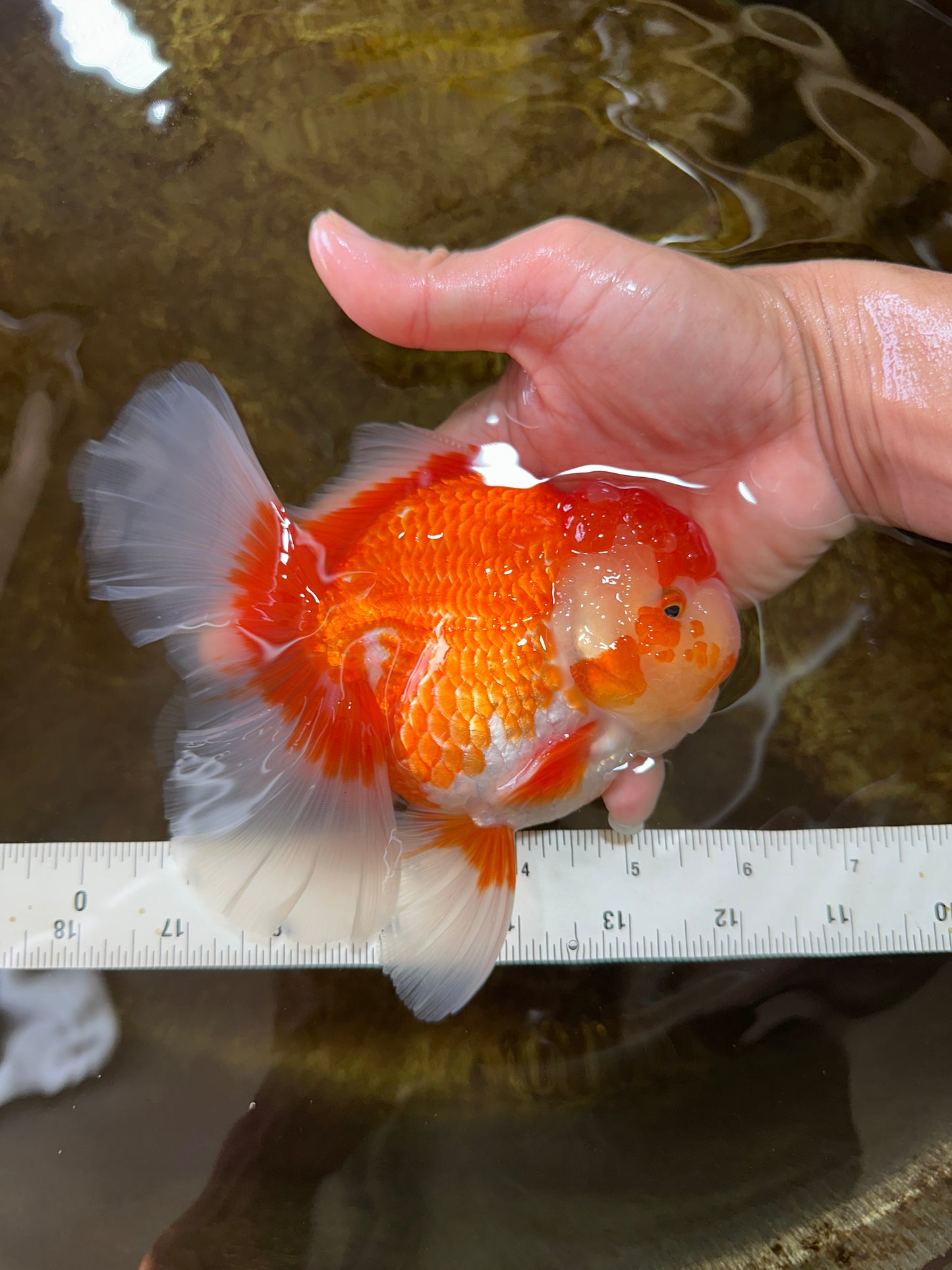 AAA Grade Young Godzilla Red White Oranda Male 6 inches #081525OR_07