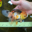 A Grade UNIQUE Tricolor Oranda Male 5.5 inches #072525OR_08