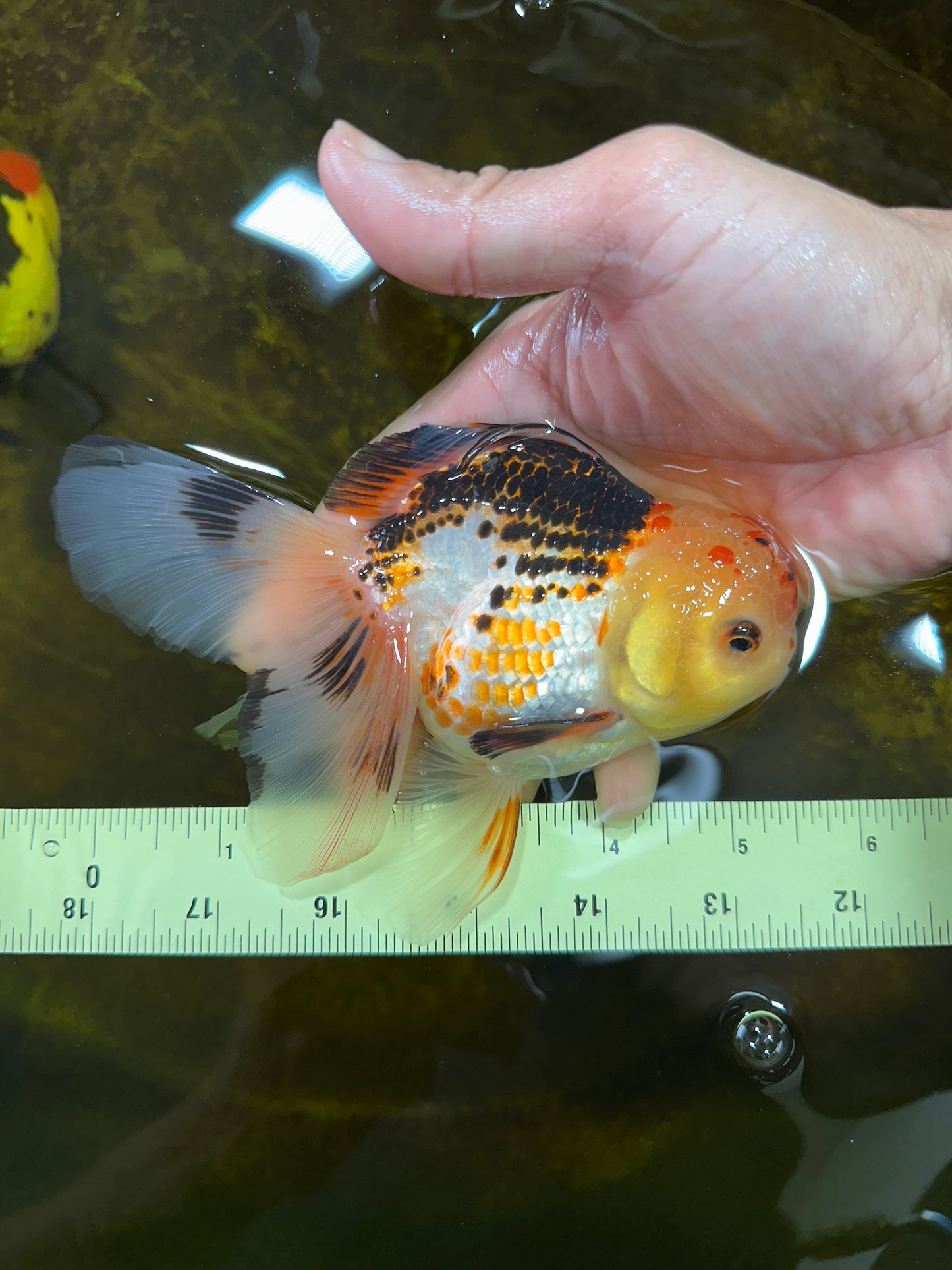 A Grade UNIQUE Tricolor Oranda Male 5.5 inches #072525OR_08