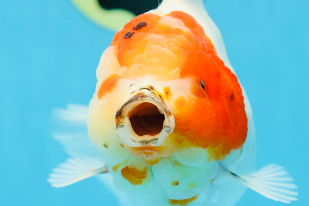 AAA Grade CHUNKY Sakura Oranda Female 6-6.5 inches #080825OR_15