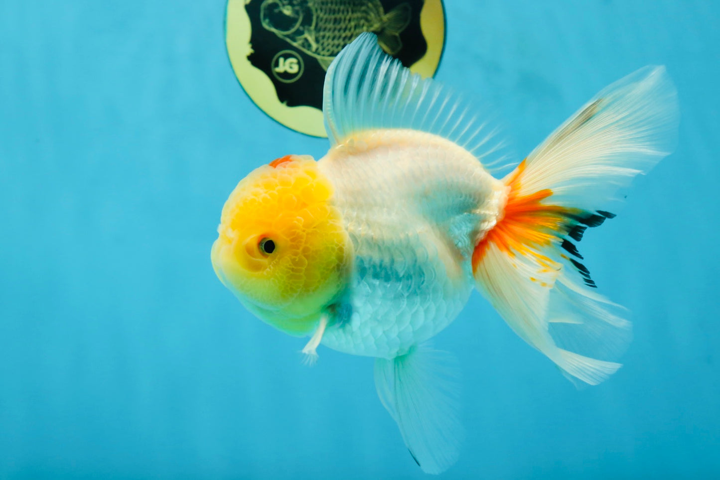 Red White Oranda Female 5.5-6 inches #052325OR_05