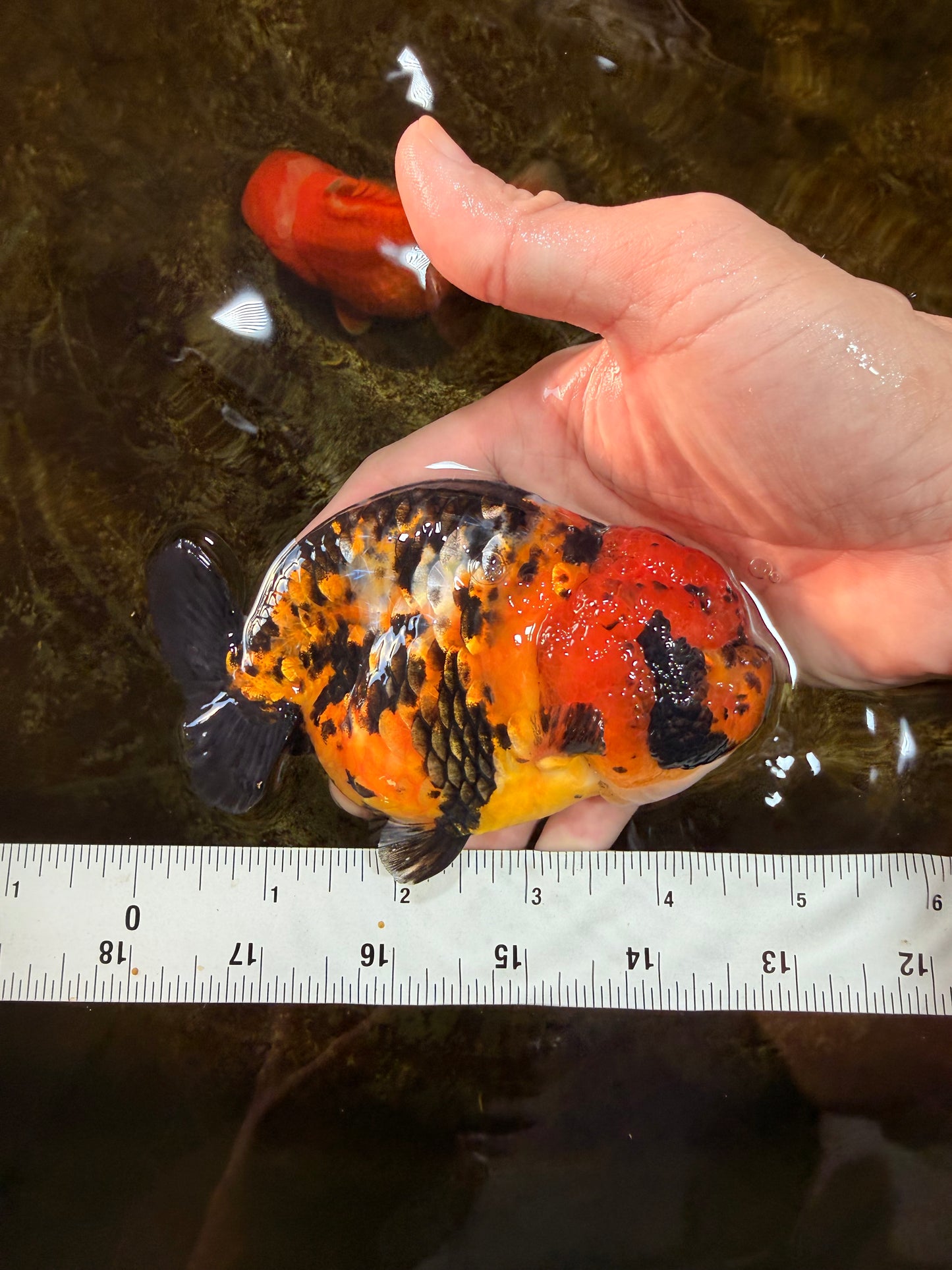 UNIQUE AAA Grade Chinese Red Head Ranchu Female 4.5-5 inches #101725RC_19