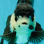 UNIQUE Panda Oranda Female 5-5.5 inches #041726OR_09
