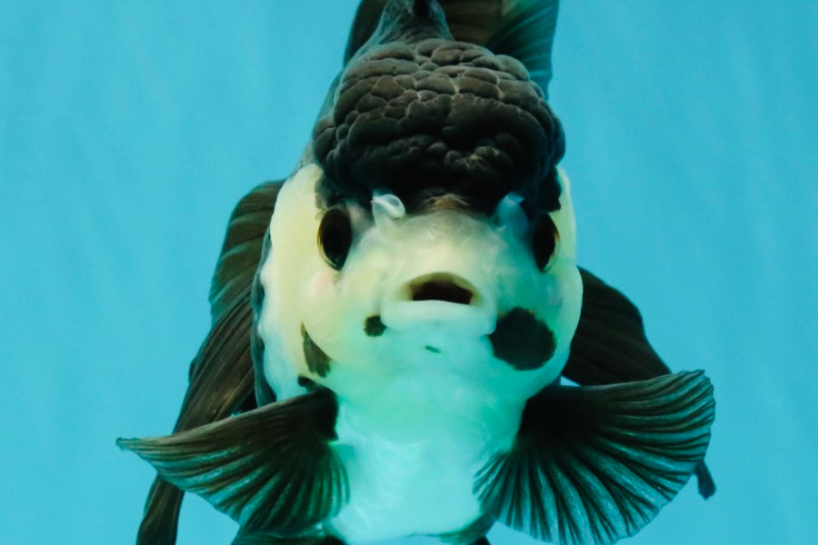 UNIQUE Panda Oranda Female 5-5.5 inches #041726OR_09