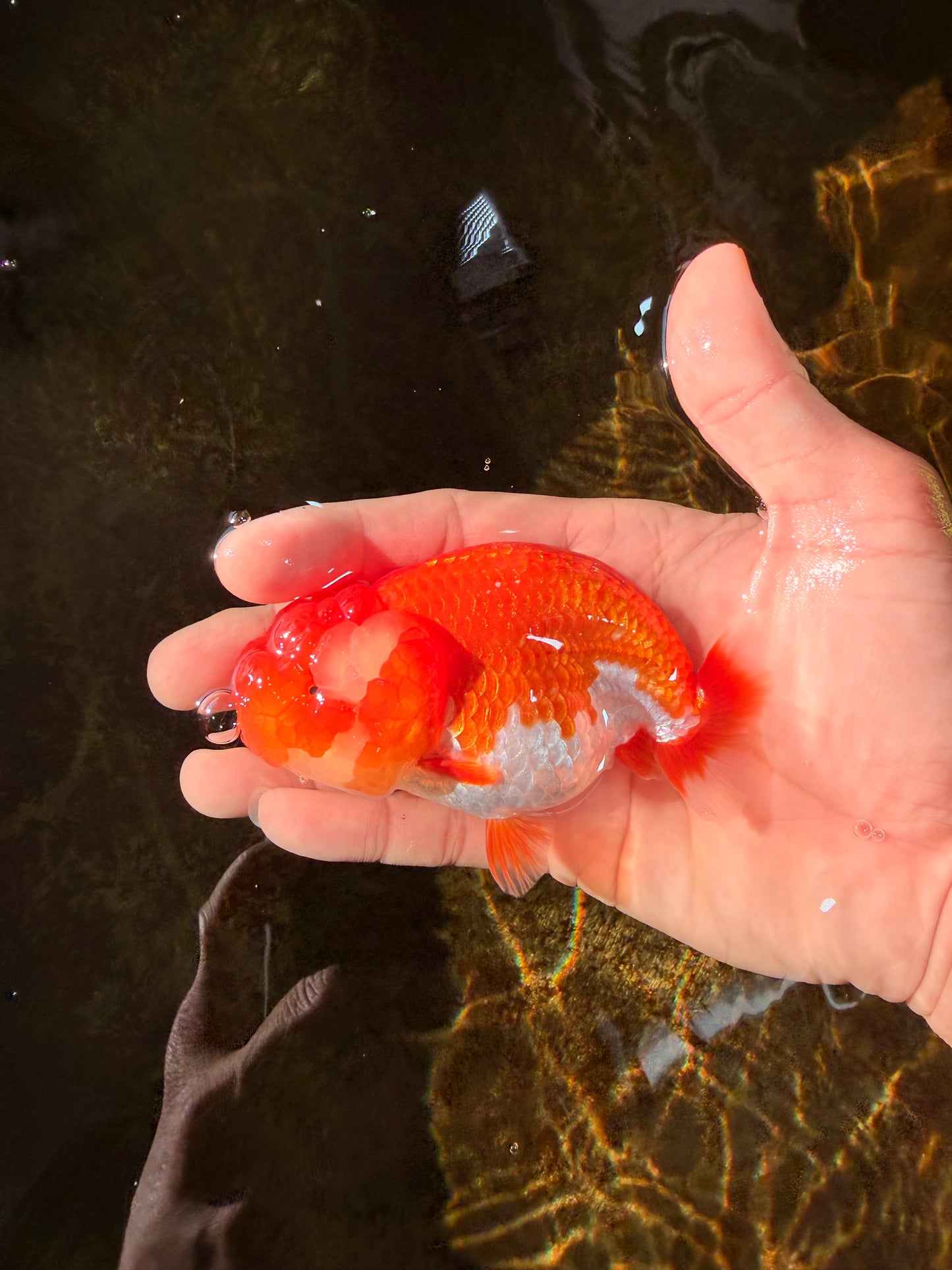 A Grade Red White LionQueen 4 inches #102425LC_09