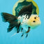 Panda Oranda Male 5.5-6 inches #032726OR_13