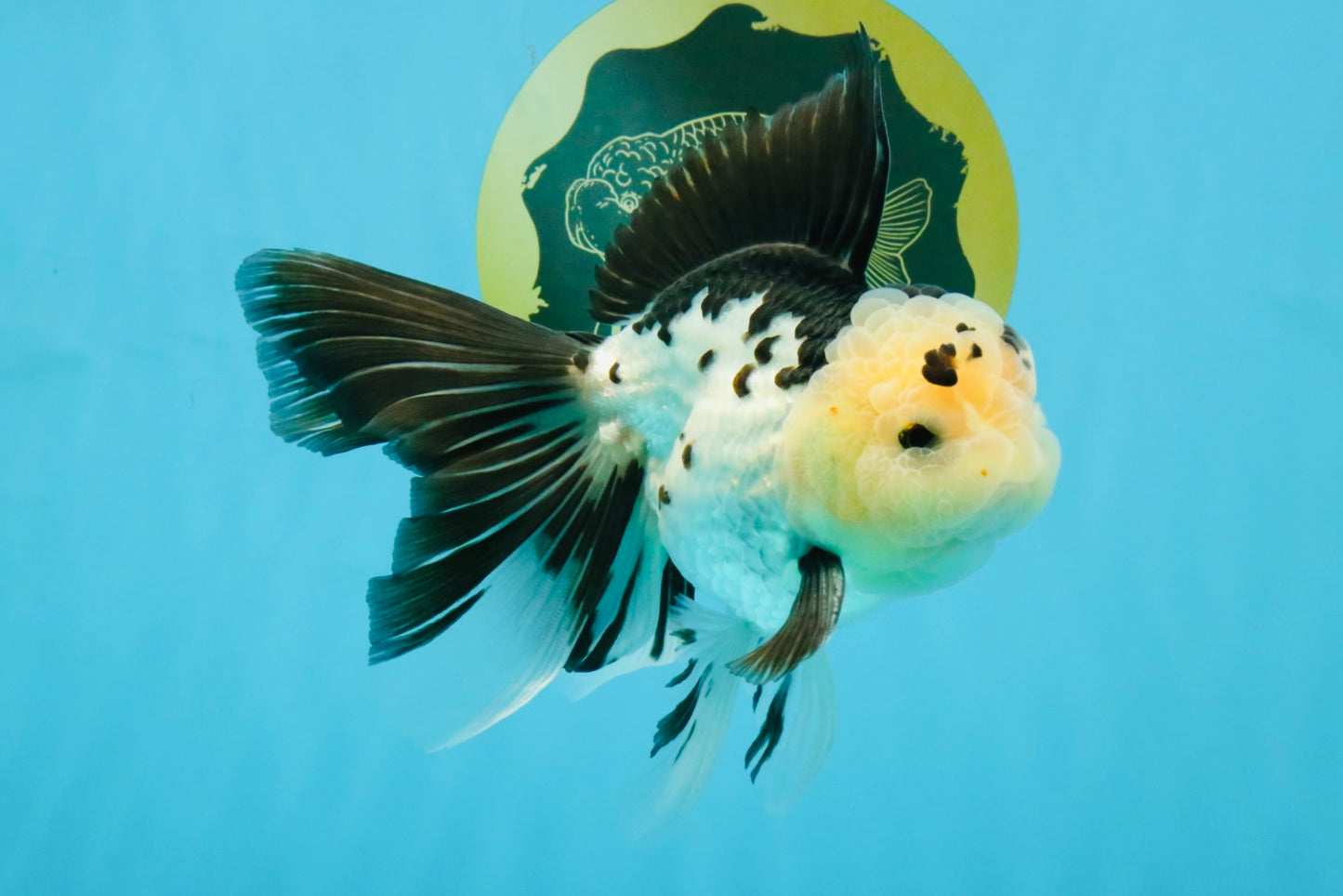 Panda Oranda Male 5.5-6 inches #032726OR_13