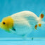 Lemonhead Lionchu Male 3.5-4 inches #0927LC_09