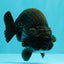 UNIQUE AAA Grade Strong Body Structure Platinum Blue Ranchu Female 4.5-5 inches #061926RC_09