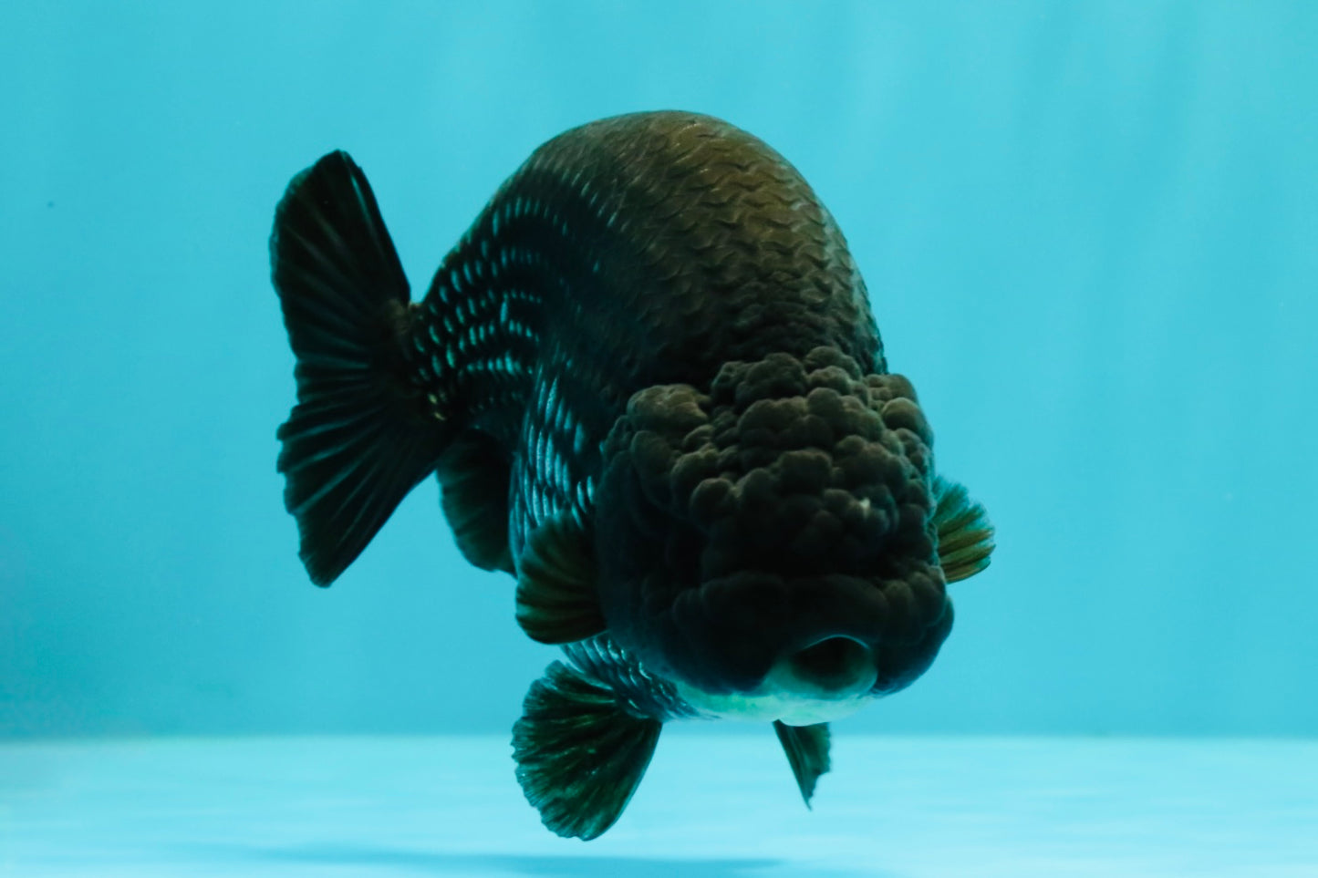 UNIQUE AAA Grade Strong Body Structure Platinum Blue Ranchu Female 4.5-5 inches #061926RC_09