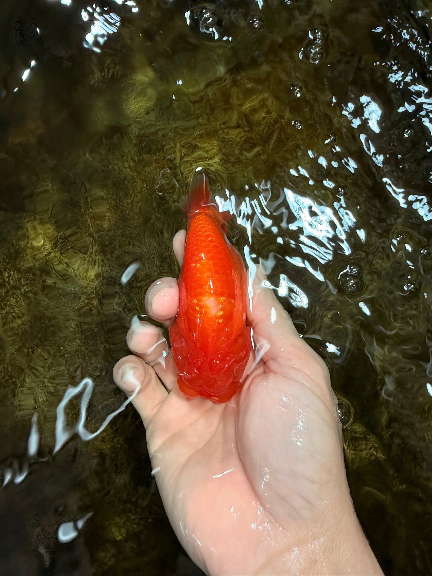 A Grade Red White LionQueen 4 inches #112125LC_14