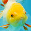 A Grade Butterfly White Orange Oranda Female 5.5 inches #062725OR_23