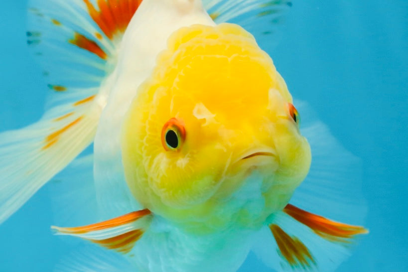 A Grade Butterfly White Orange Oranda Female 5.5 inches #062725OR_23