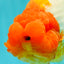 BIG WEN A Grade Red Head Red White Buffalo Ranchu Female 6 inches #101626RC_23