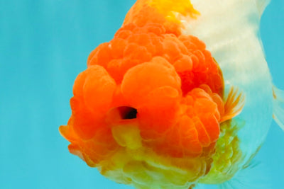 BIG WEN A Grade Red Head Red White Buffalo Ranchu Female 6 inches #101626RC_23