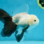 AAA Grade RARE Fluffy Fins Butterfly Tail Panda Male 5 inches #010325OR_01