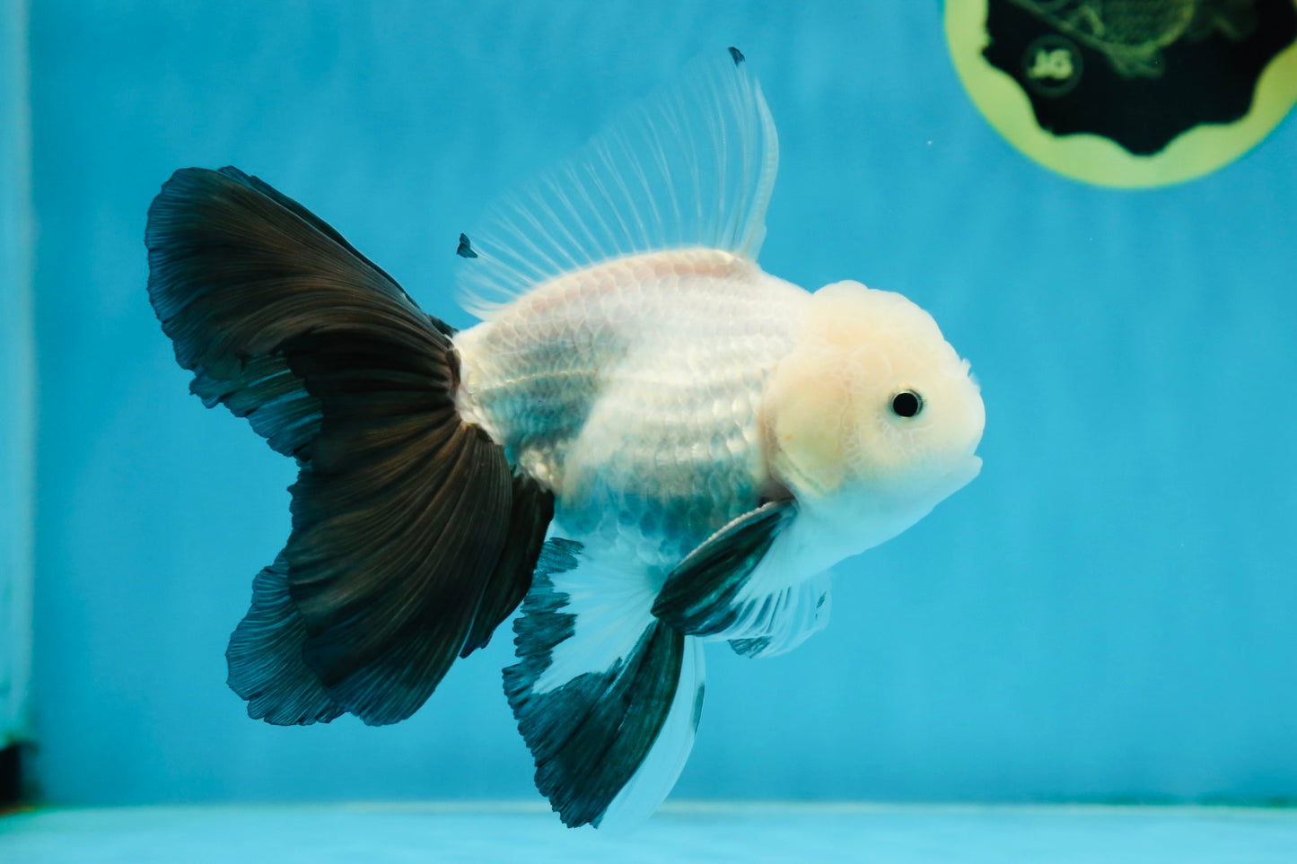 AAA Grade RARE Fluffy Fins Butterfly Tail Panda Male 5 inches #010325OR_01