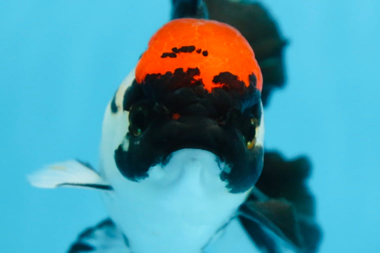 Tricolor Oranda Female 5 inches #091225OR_16