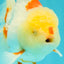A Grade Red White Oranda Male 6 inches #102326OR_09
