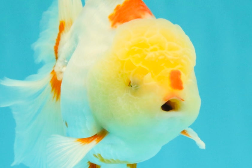 A Grade Red White Oranda Male 6 inches #102326OR_09