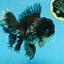 AAA Grade MIDNIGHT Kirin Oranda Male 5.5-6 inches #082925OR_15