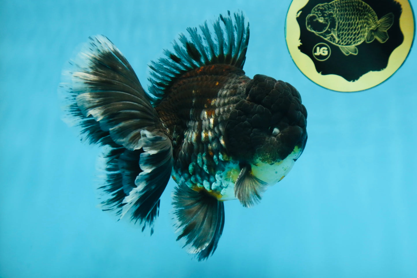 AAA Grade MIDNIGHT Kirin Oranda Male 5.5-6 inches #082925OR_15