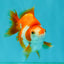 A Grade Red White Ryukin Female 3.5-4 inches #041726RK_02