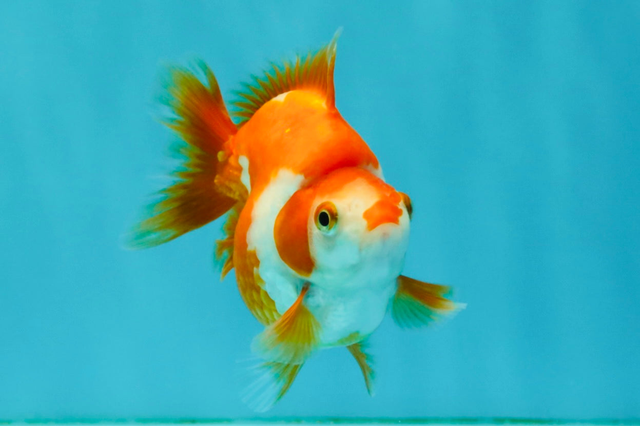 A Grade Red White Ryukin Female 3.5-4 inches #041726RK_02