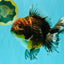 AAA Grade Granite Calico Oranda Female 6.5-7 inches #073126OR_03