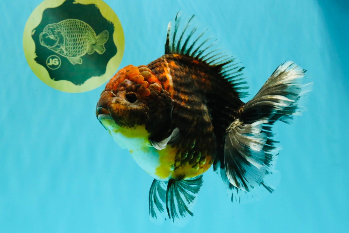 AAA Grade Granite Calico Oranda Female 6.5-7 inches #073126OR_03