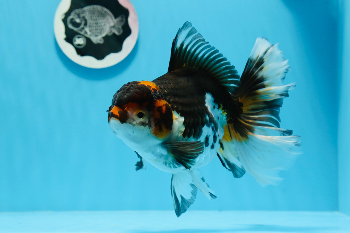 A Grade Chonky Tricolor Oranda Female 6.5 inches #0719OR_05