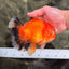 CHUNKY A Grade Red White Oranda Male 5.5-6 inches #042426OR_08