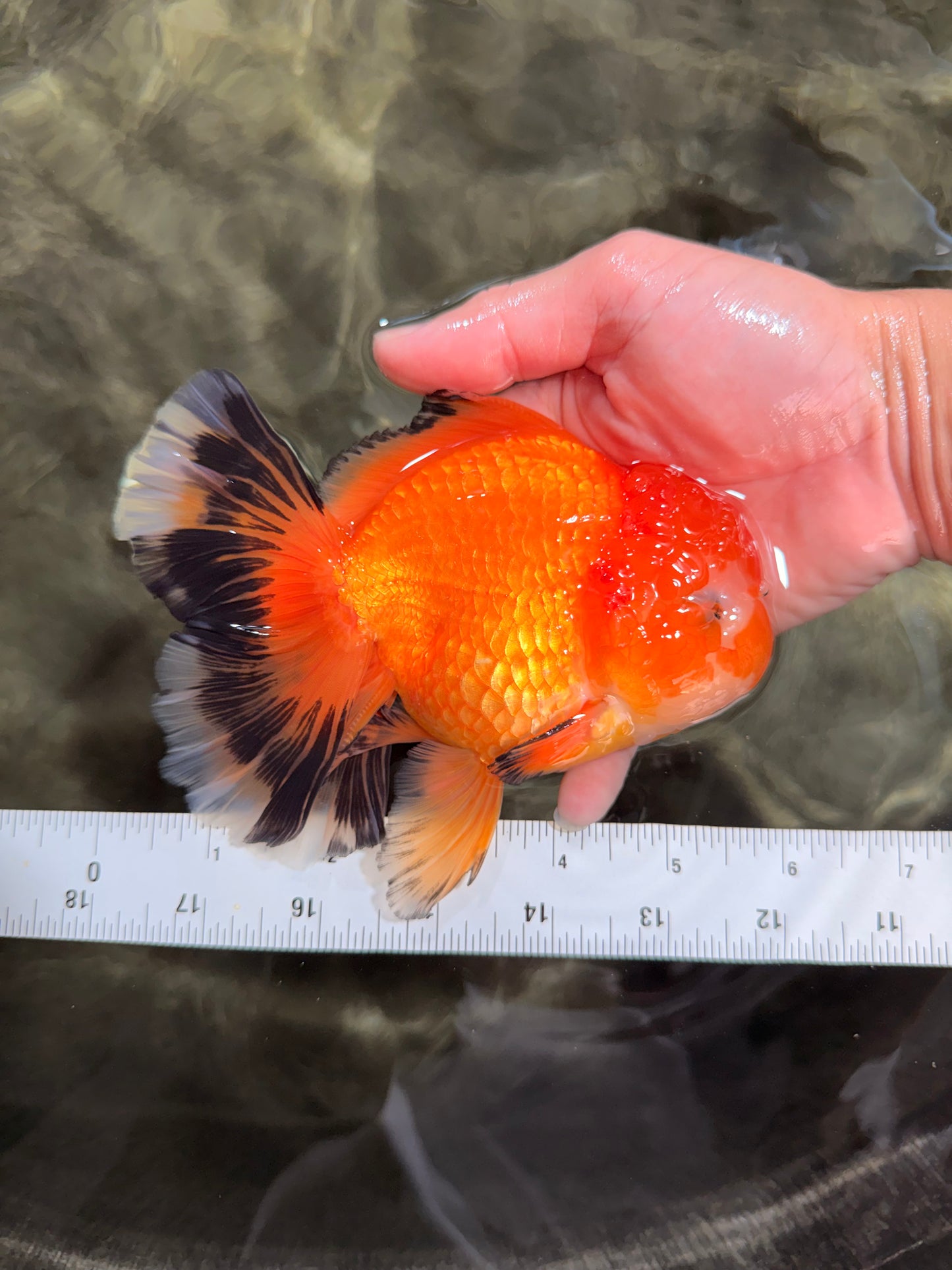 CHUNKY A Grade Red White Oranda Male 5.5-6 inches #042426OR_08