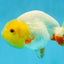 Sunny Lemonhead Lionchu Male 4-4.5 inches #072525LC_04
