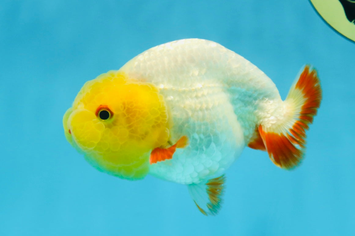 Sunny Lemonhead Lionchu Male 4-4.5 inches #072525LC_04