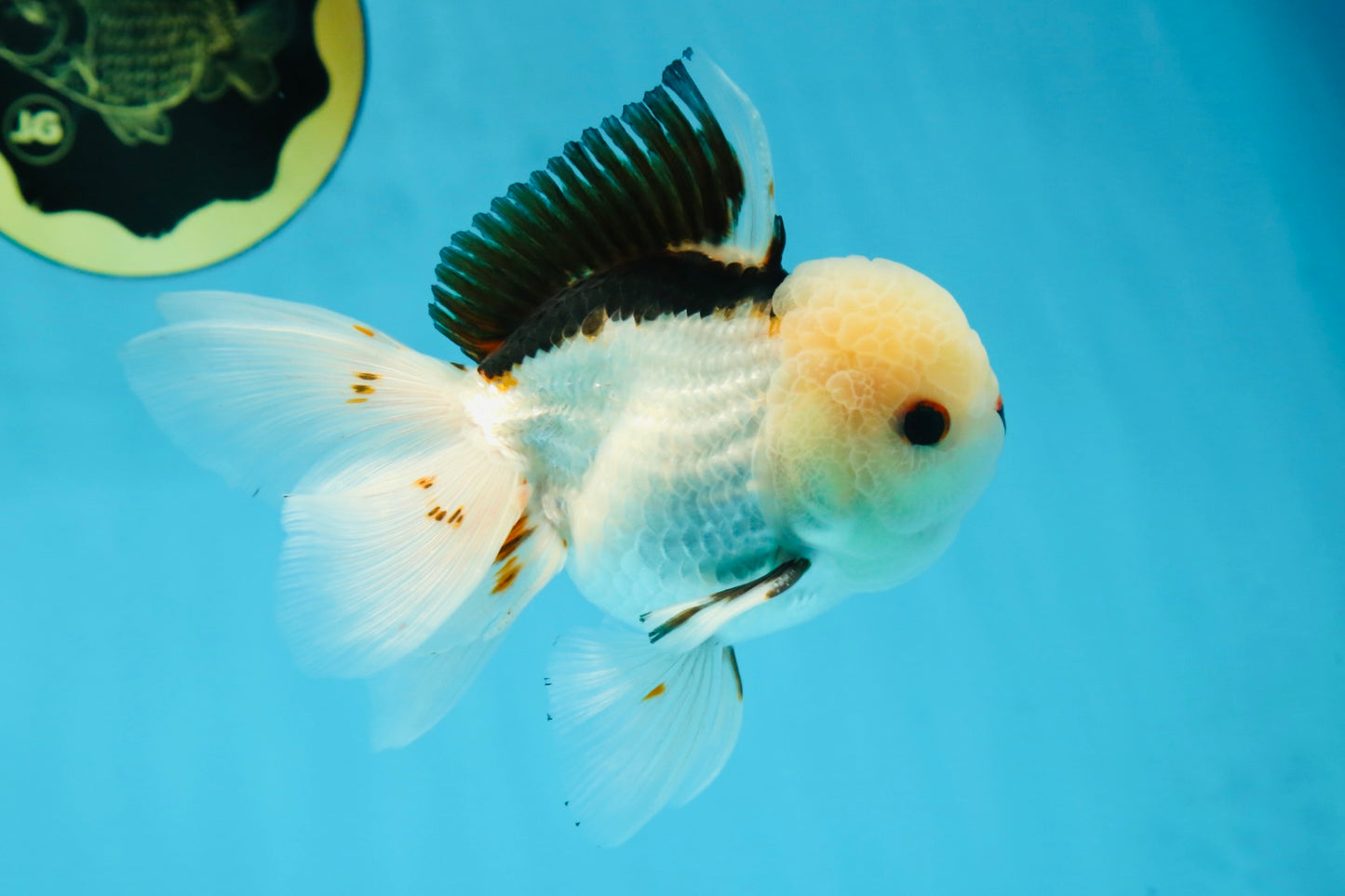 A Grade Tricolor Oranda Male 4.5-5 inches #051625OR_26