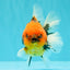 SPECIAL AAA Grade Tiger Oranda Male 5 inches #090426OR_03