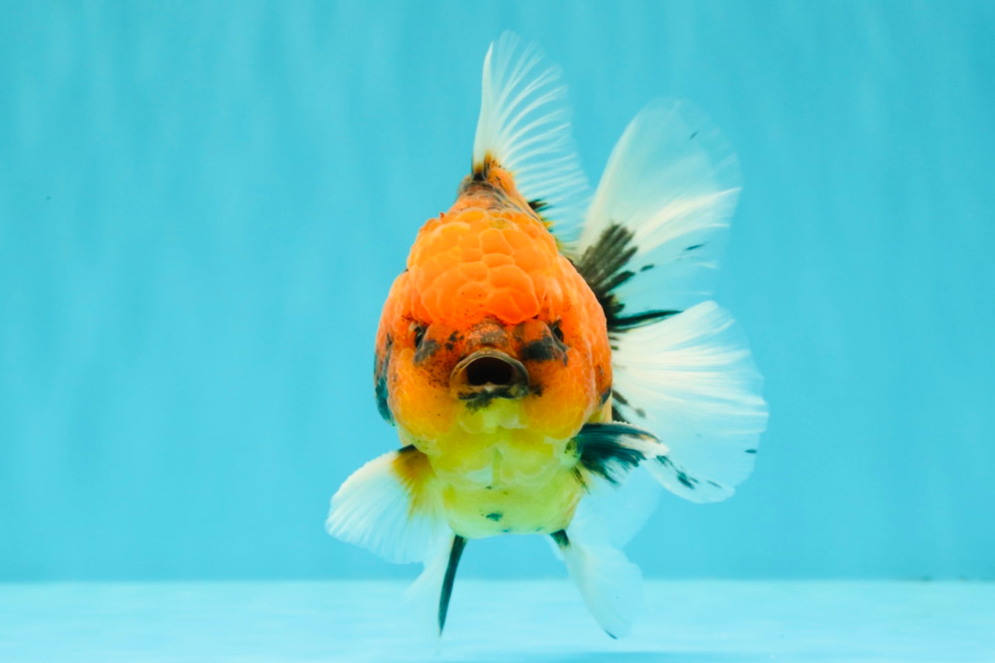 SPECIAL AAA Grade Tiger Oranda Male 5 inches #090426OR_03