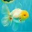 A Grade White Oranda Male 6 inches #100926OR_16