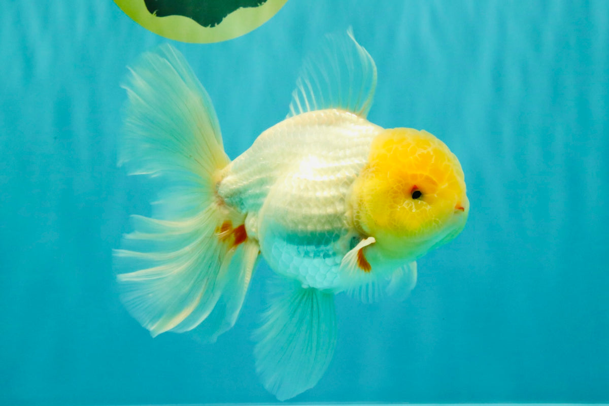 A Grade White Oranda Male 6 inches #100926OR_16