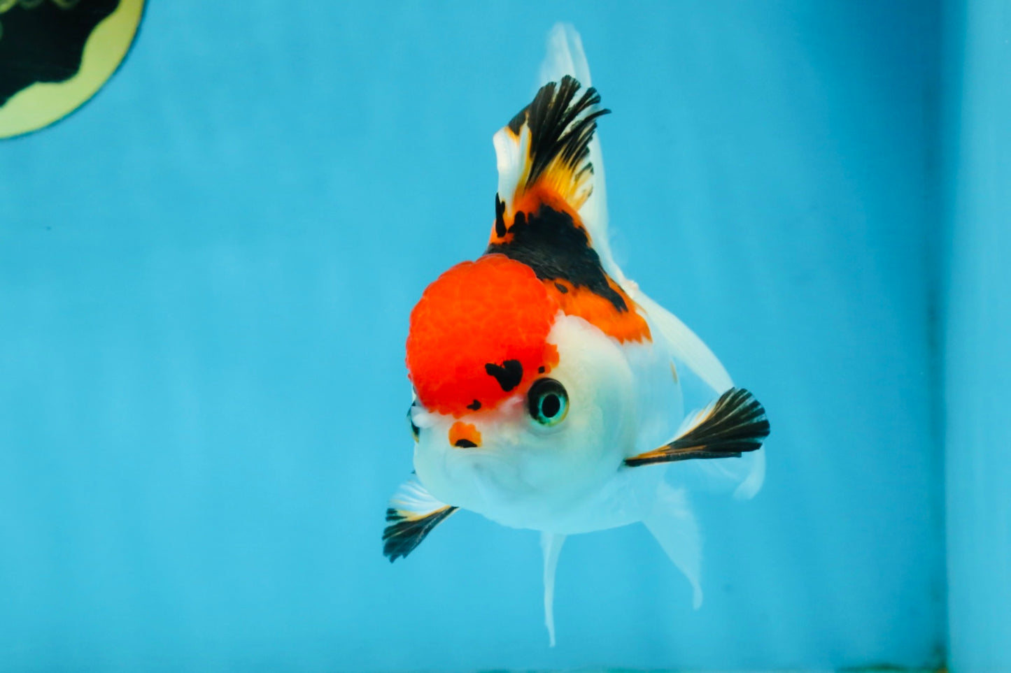 Tricolor Oranda Female 5-5.5 inches #112125OR_19