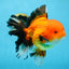 AAA Grade THICK BODY Apache Oranda Male 6-6.5 inches #082925OR_14