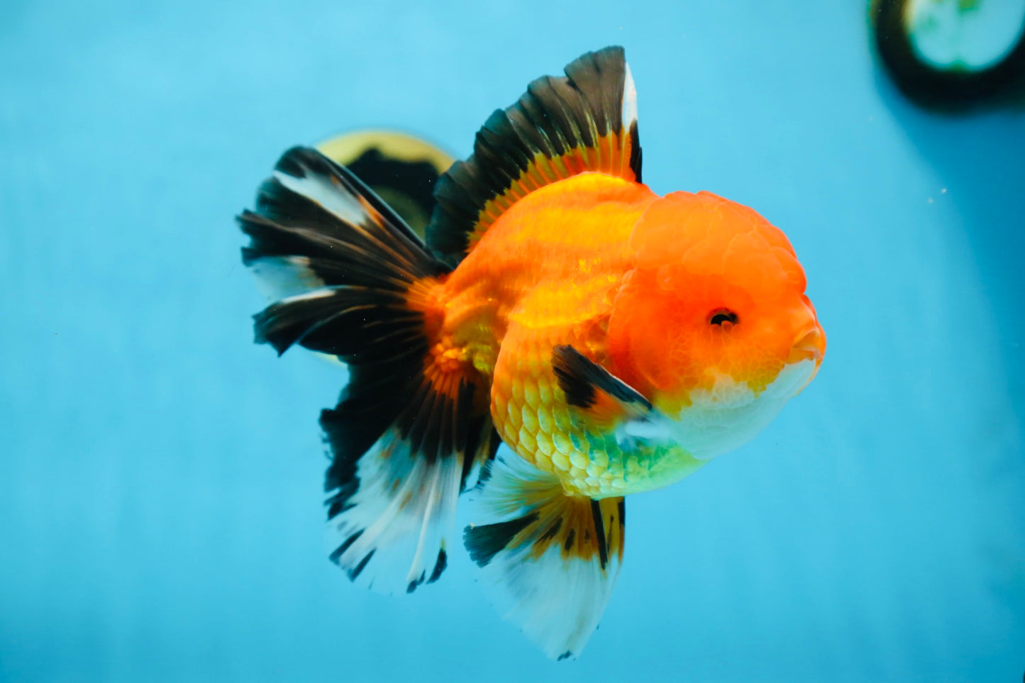 AAA Grade THICK BODY Apache Oranda Male 6-6.5 inches #082925OR_14