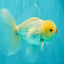 BEAUTY A Grade White Oranda Male 6 inches #070626OR_12