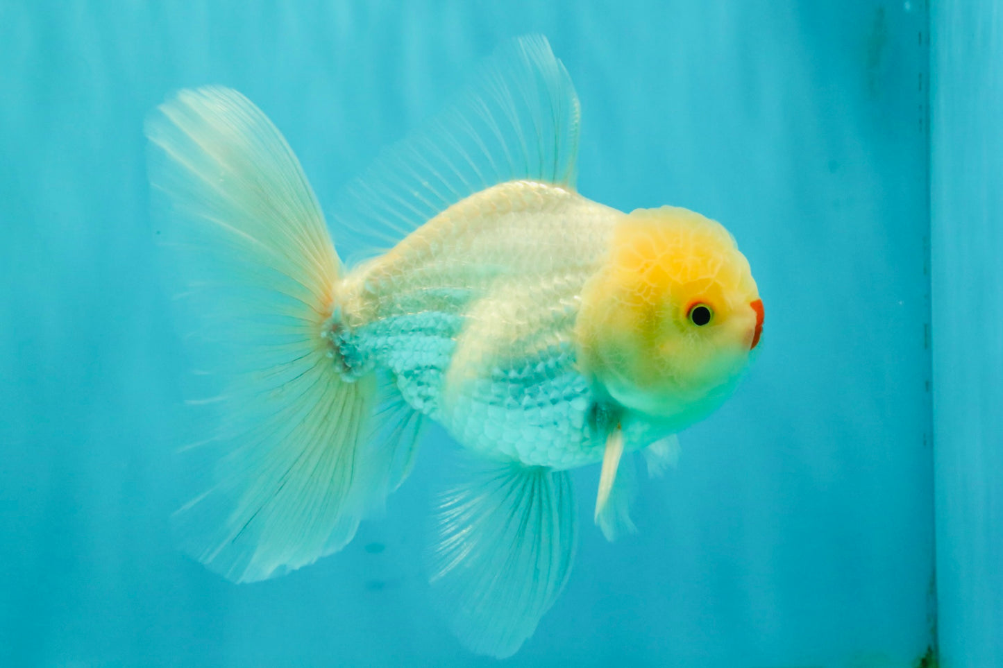 BEAUTY A Grade White Oranda Male 6 inches #070626OR_12