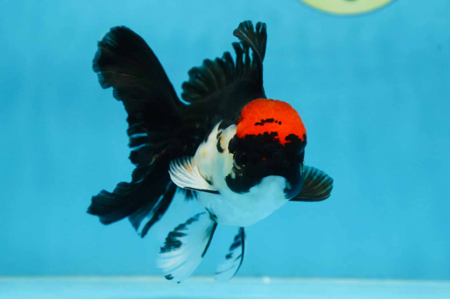 Tricolor Oranda Female 5 inches #091225OR_16